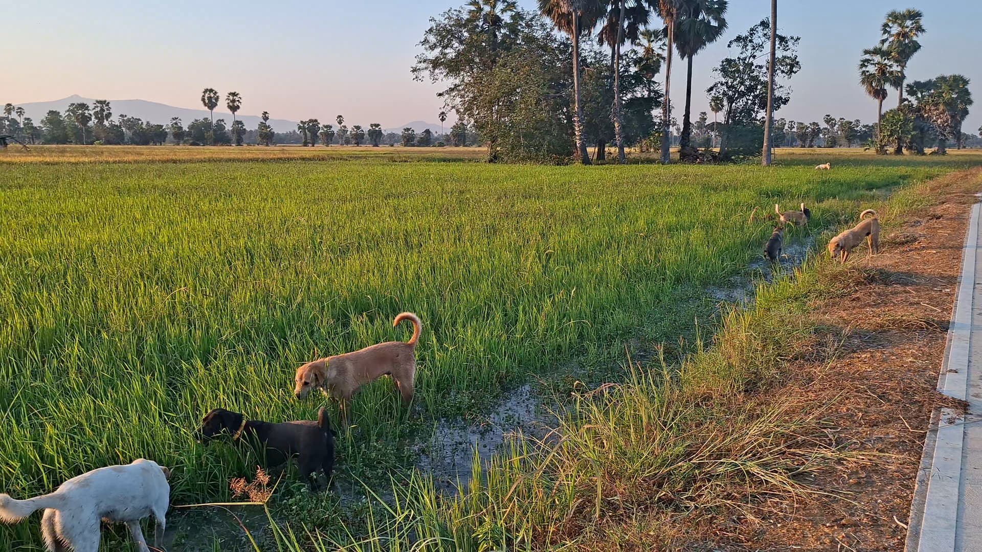 Help Us Build a Safe Future for More Dogs in Need