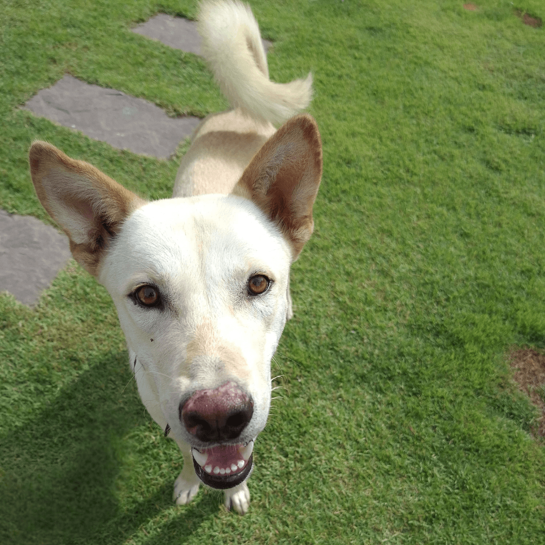 Champ photo 5