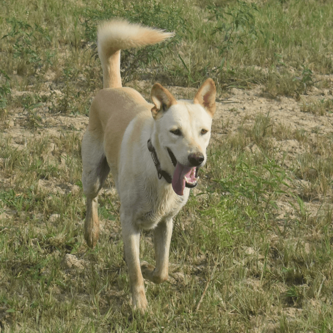 Champ photo 4