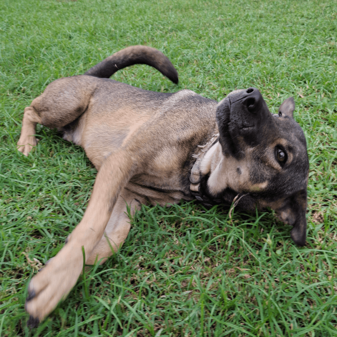 Khao Hom photo 3