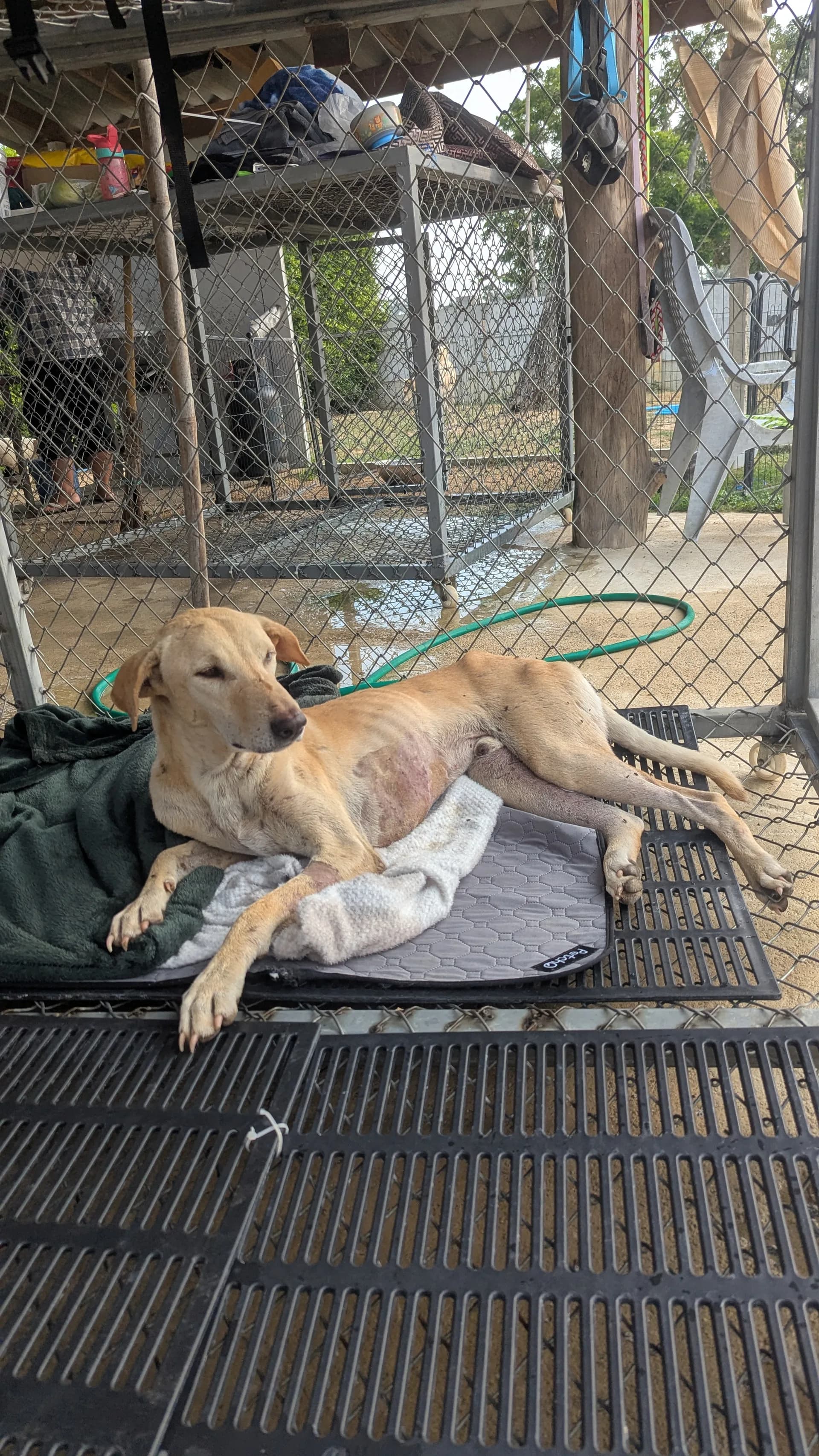 Jake recovering at Baan Maa sanctuary
