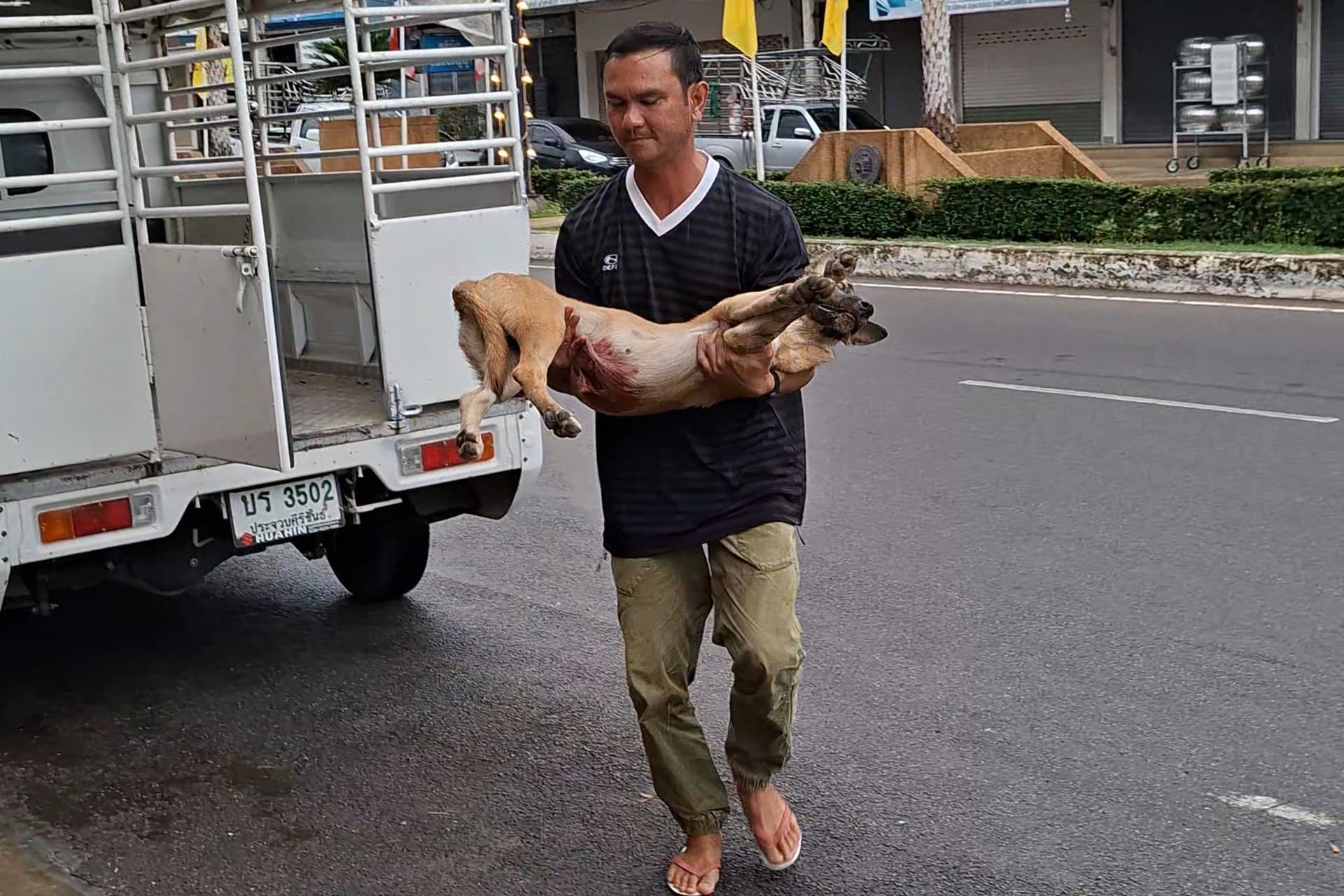 Rescuing an injured dog from the street